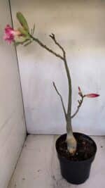 Planta Simples 3109 – 40cm – 03 anos - Imagem 8