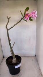 Planta Simples 3109 – 40cm – 03 anos - Imagem 6