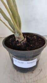 Planta Simples 3110 – 30cm – 02 anos - Imagem 5