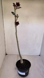 Planta Simples 3111 – 35cm – 02 anos - Imagem 2