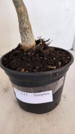 Planta Simples 3111 – 35cm – 02 anos - Imagem 7