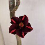 Planta Simples 3111 – 35cm – 02 anos