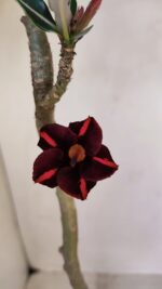 Planta Simples 3111 – 35cm – 02 anos