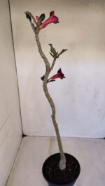 Planta Simples 3111 – 35cm – 02 anos - Imagem 6