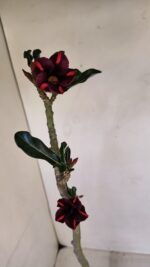 Planta Simples 3111 – 35cm – 02 anos - Imagem 5