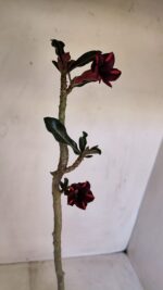 Planta Simples 3111 – 35cm – 02 anos - Imagem 4