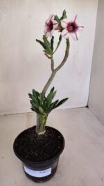 Planta Simples 3112 – 30cm – 02 anos - Imagem 2