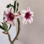 Planta Simples 3112 – 30cm – 02 anos