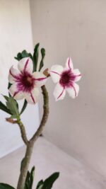 Planta Simples 3112 – 30cm – 02 anos