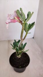 Planta Simples 3112 – 30cm – 02 anos - Imagem 6