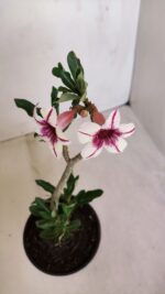 Planta Simples 3112 – 30cm – 02 anos - Imagem 5