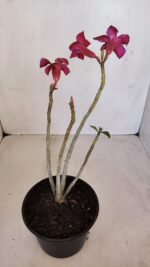 Planta Simples 3113 – 30cm – 02 anos - Imagem 2