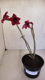 Planta Simples 3113 – 30cm – 02 anos - Imagem 6