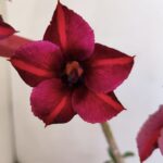 Planta Simples 3113 – 30cm – 02 anos