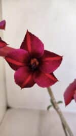 Planta Simples 3113 – 30cm – 02 anos