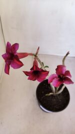 Planta Simples 3113 – 30cm – 02 anos - Imagem 4