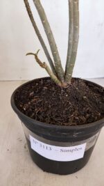 Planta Simples 3113 – 30cm – 02 anos - Imagem 5