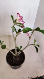 Planta Simples 3114 – 35cm – 03 anos - Imagem 6