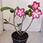 Planta Simples 3114 – 35cm – 03 anos