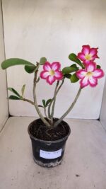 Planta Simples 3114 – 35cm – 03 anos