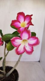 Planta Simples 3114 – 35cm – 03 anos - Imagem 3