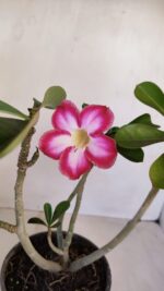 Planta Simples 3114 – 35cm – 03 anos - Imagem 5