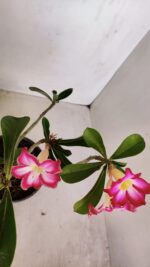 Planta Simples 3114 – 35cm – 03 anos - Imagem 4