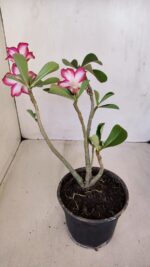 Planta Simples 3114 – 35cm – 03 anos - Imagem 7