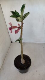 Planta Simples 3115 – 35cm – 03 anos - Imagem 5