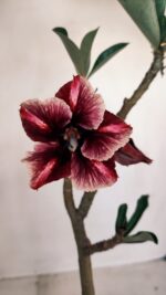 Planta Simples 3115 – 35cm – 03 anos