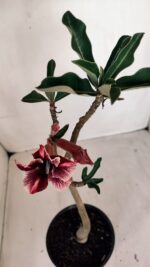 Planta Simples 3115 – 35cm – 03 anos - Imagem 4