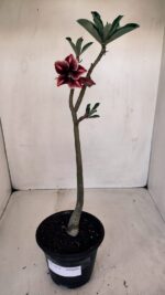 Planta Simples 3115 – 35cm – 03 anos - Imagem 2