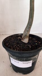 Planta Simples 3115 – 35cm – 03 anos - Imagem 6