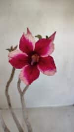 Planta Simples 3116 – 40cm – 03 anos