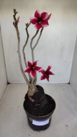 Planta Simples 3116 – 40cm – 03 anos - Imagem 2