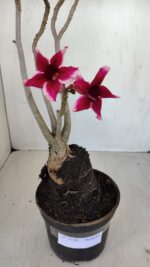 Planta Simples 3116 – 40cm – 03 anos - Imagem 4