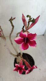 Planta Simples 3116 – 40cm – 03 anos - Imagem 7