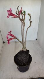 Planta Simples 3116 – 40cm – 03 anos - Imagem 6