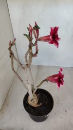 Planta Simples 3116 – 40cm – 03 anos - Imagem 5