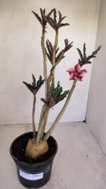 Planta Simples 3117 – 40cm – 03 anos - Imagem 2