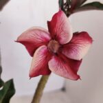 Planta Simples 3117 – 40cm – 03 anos