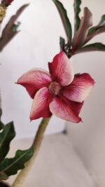 Planta Simples 3117 – 40cm – 03 anos