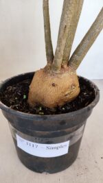 Planta Simples 3117 – 40cm – 03 anos - Imagem 5