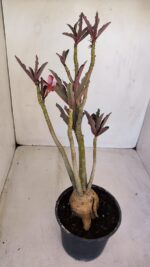 Planta Simples 3117 – 40cm – 03 anos - Imagem 4