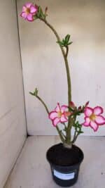 Planta Simples 3119 – 30cm – 03 anos - Imagem 2