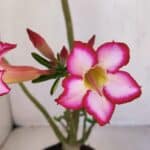 Planta Simples 3119 – 30cm – 03 anos