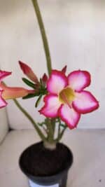 Planta Simples 3119 – 30cm – 03 anos