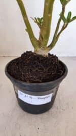 Planta Simples 3119 – 30cm – 03 anos - Imagem 9