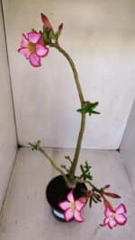 Planta Simples 3119 – 30cm – 03 anos - Imagem 8