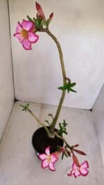 Planta Simples 3119 – 30cm – 03 anos - Imagem 7